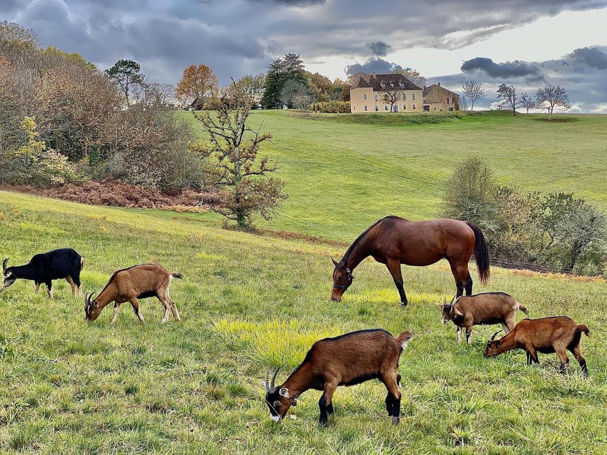 Domaine De Cazal - Chambres D'Hotes Avec Piscine Au Coeur De 26 Hectares De Nature Preservee Saint Cyprien Bagian luar foto